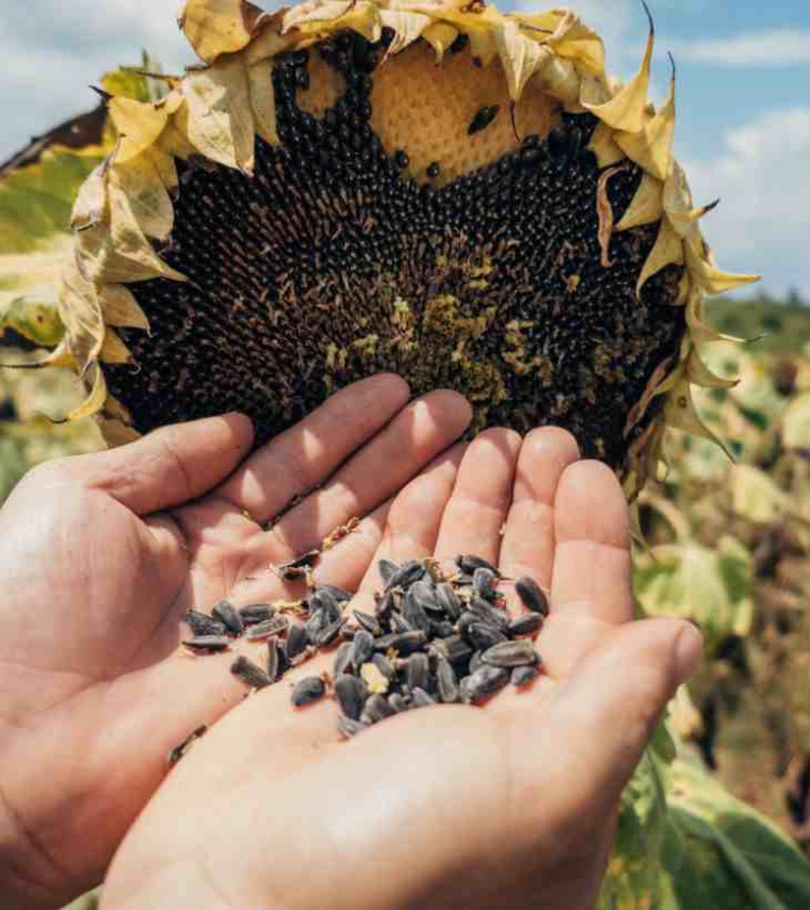 semillas de girasol semillas de girasol