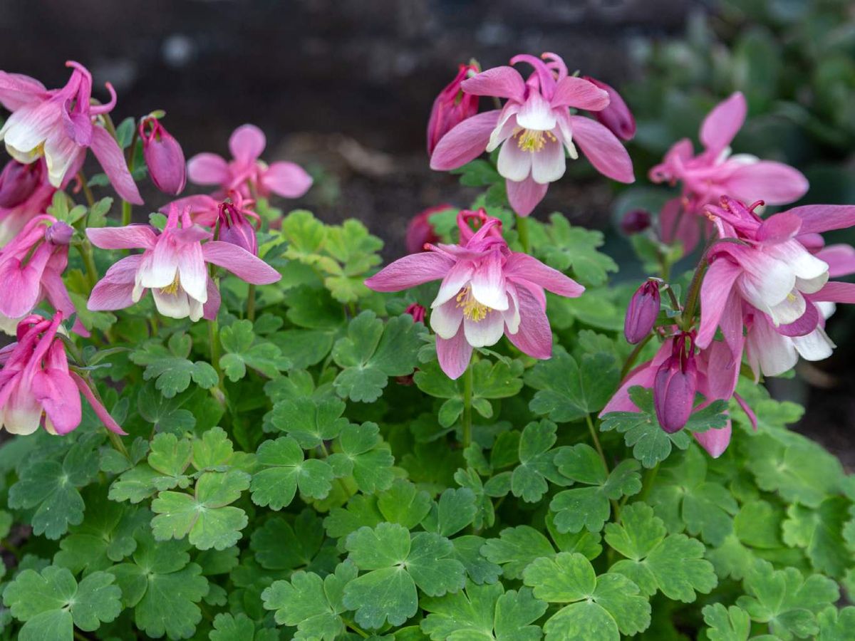 Cortar las flores marchitas antes de que formen semilla.