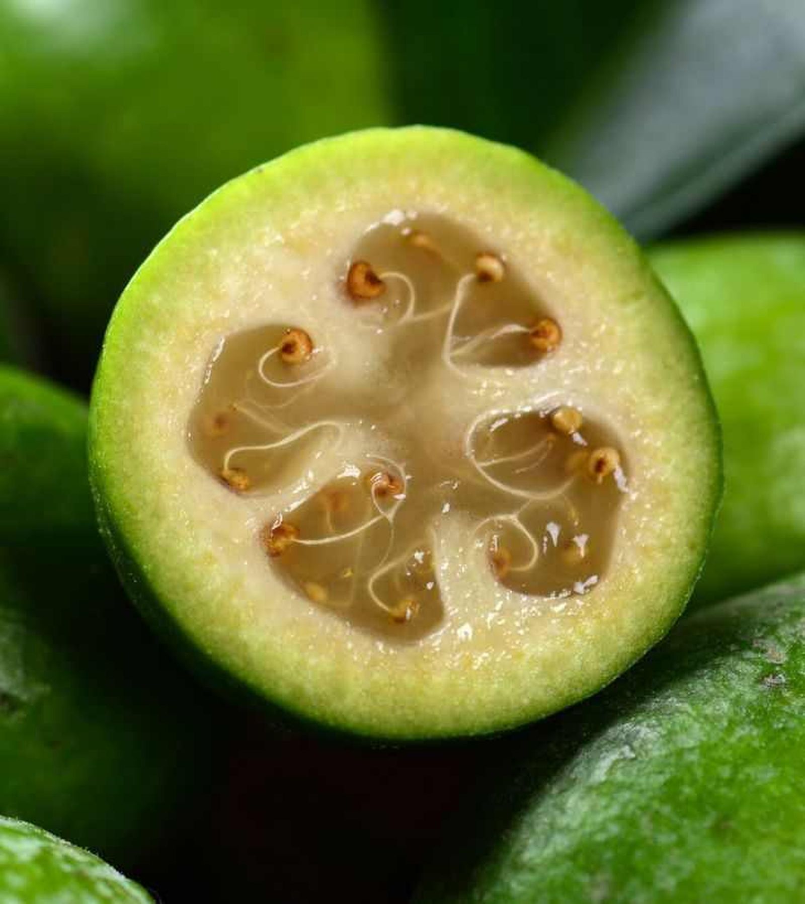 Semillas en el fruto feijoa Semillas en el fruto feijoa