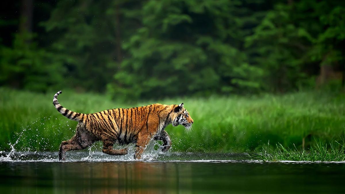 curiosidades tigre 8