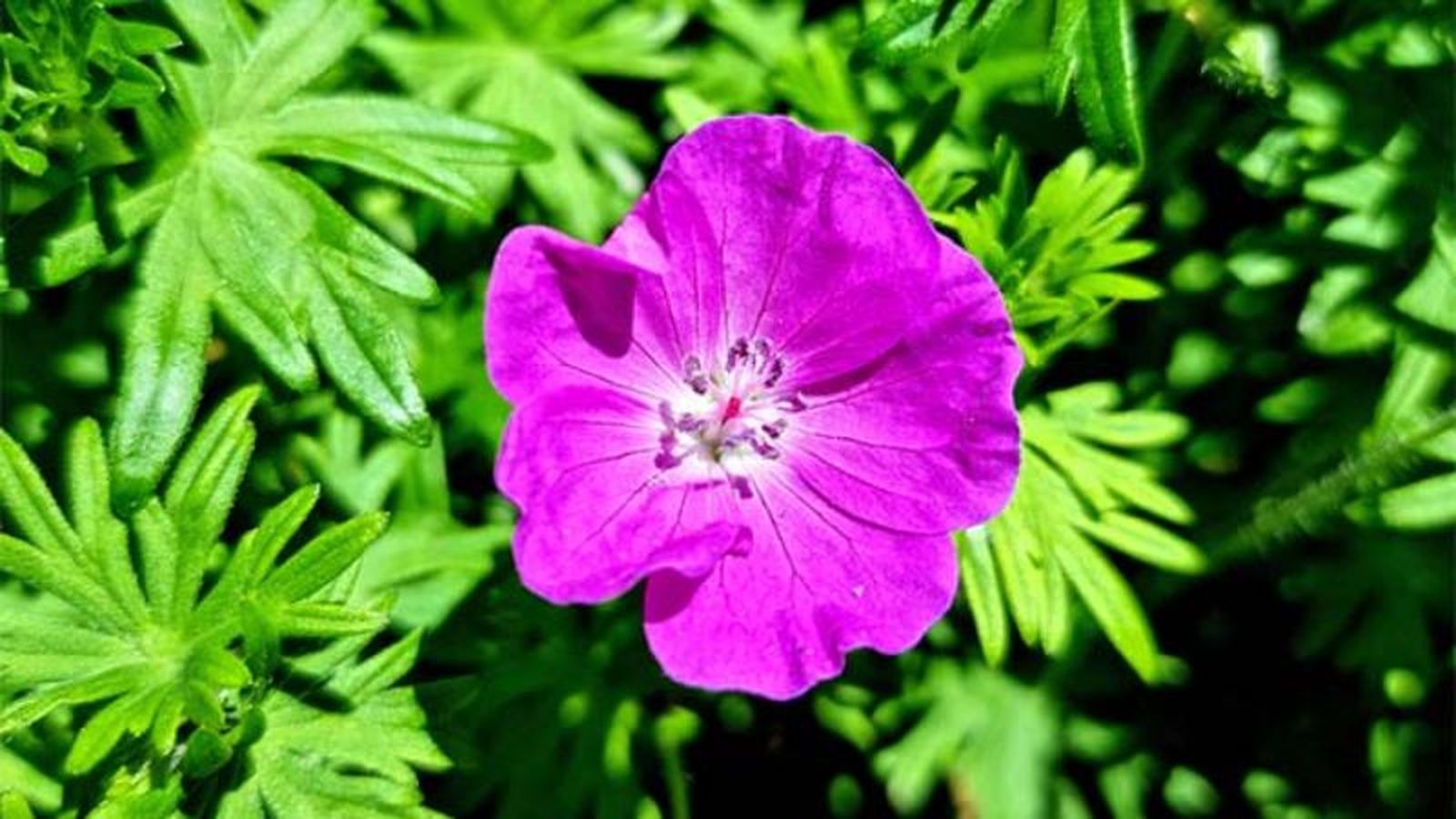 Geranium sanguineum Geranium sanguineum