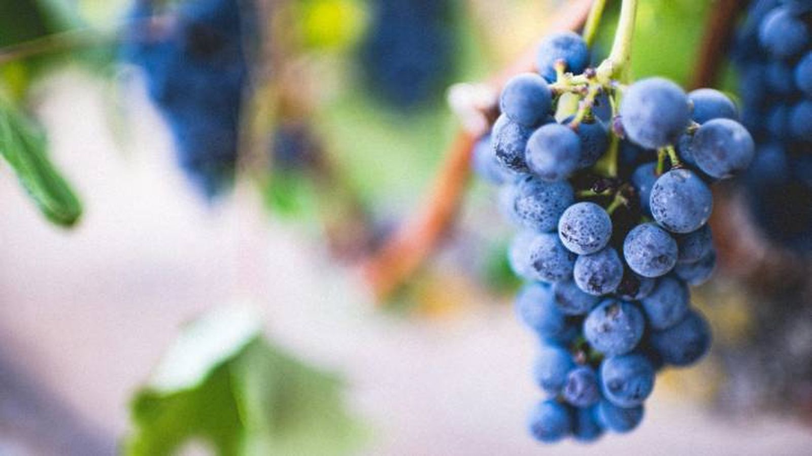 los gatos pueden comer uvas 8 los gatos pueden comer uvas 8