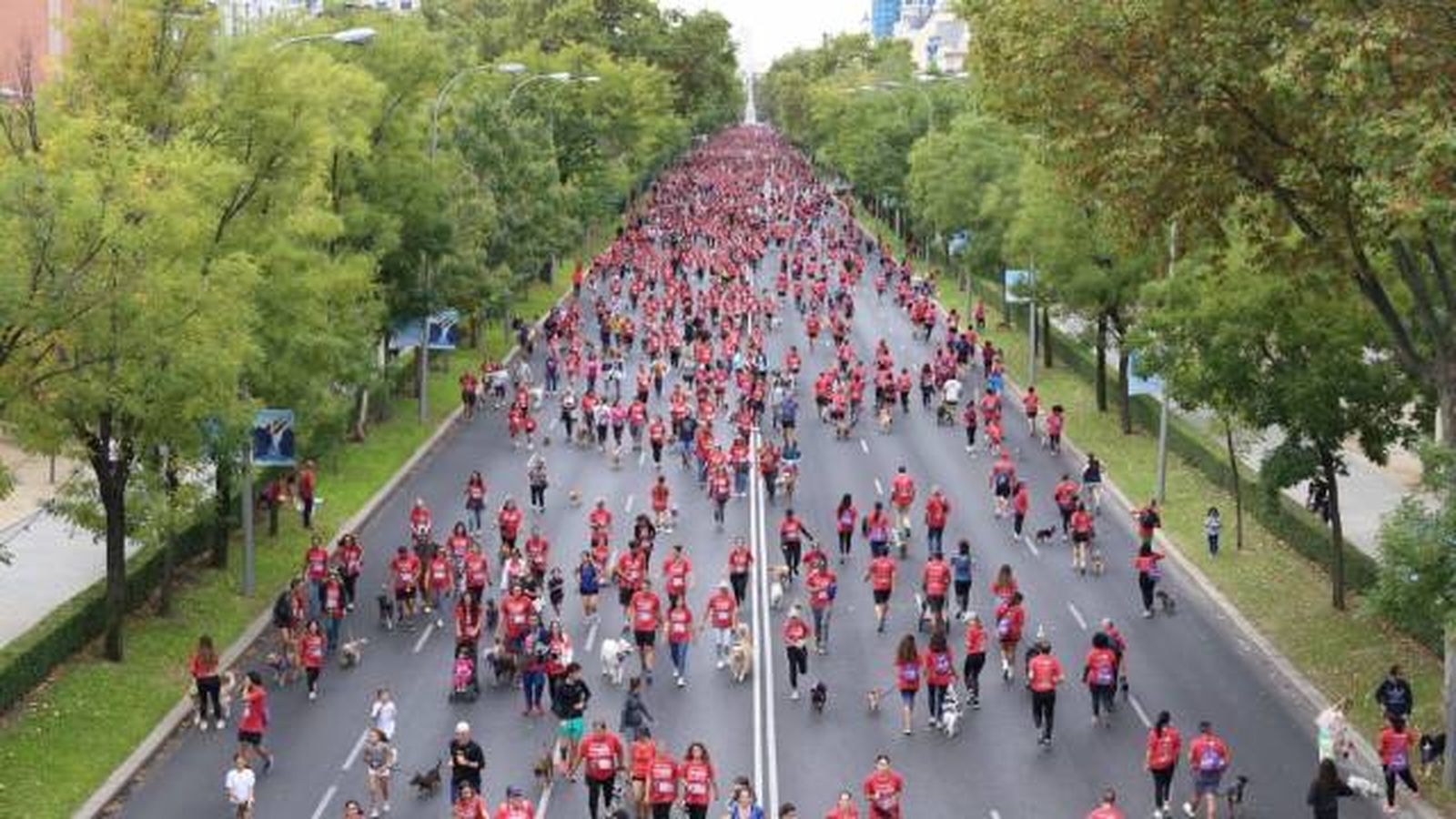 perroton madrid 2023 carrera solidaria con perros participantes perroton madrid 2023 carrera solidaria con perros participantes