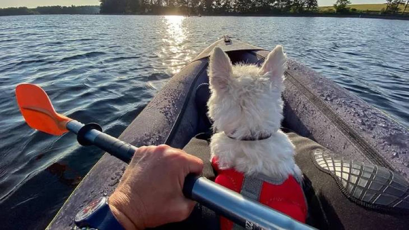 viajar en barco con perro 4 (1)