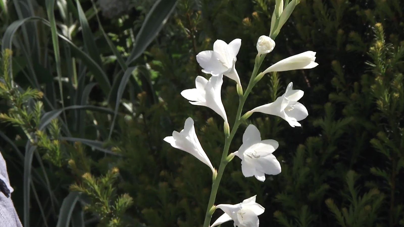 deco 738 jardineria watsonia flores blancas deco 738 jardineria watsonia flores blancas