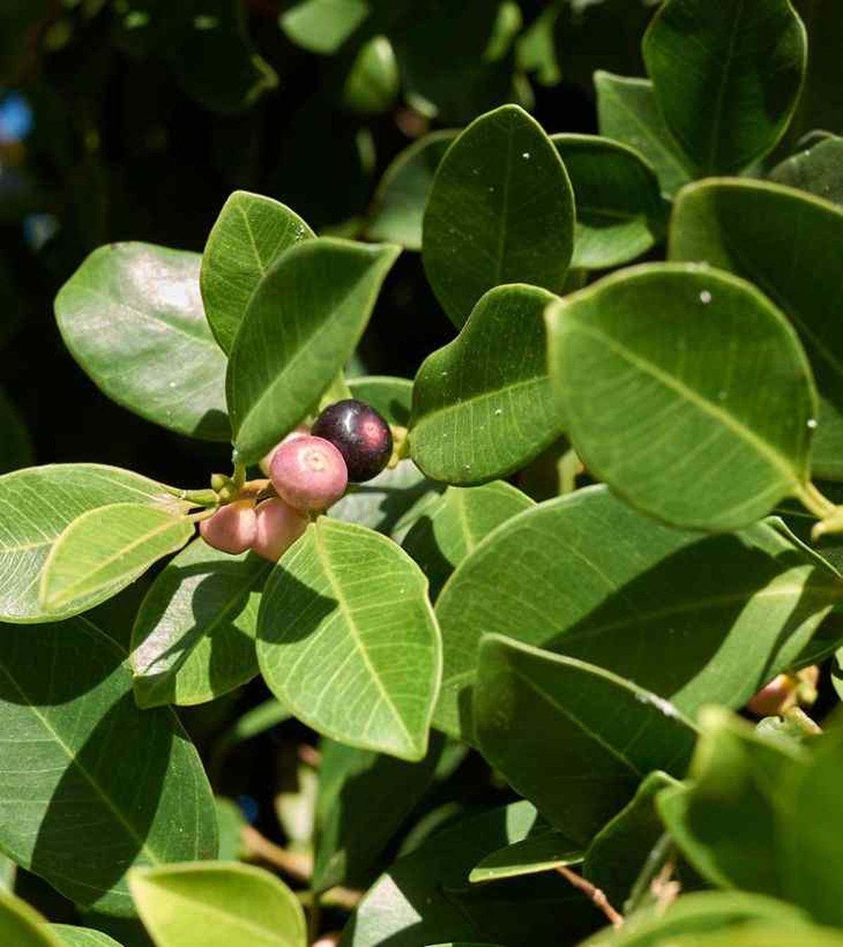 framas ficus microcarpa