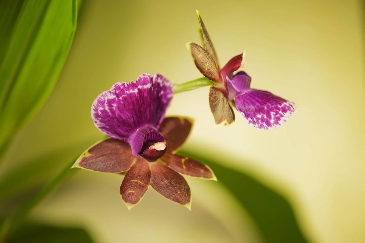 orquidea zygopetalum xl