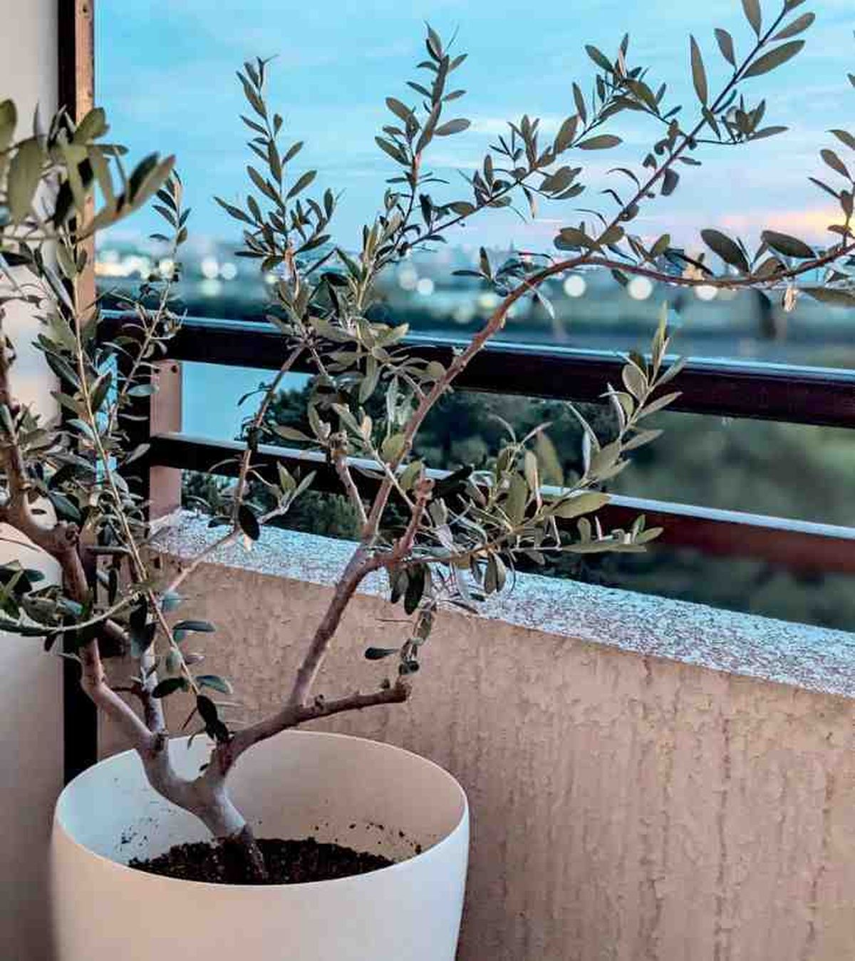 olivo en maceta en balcon