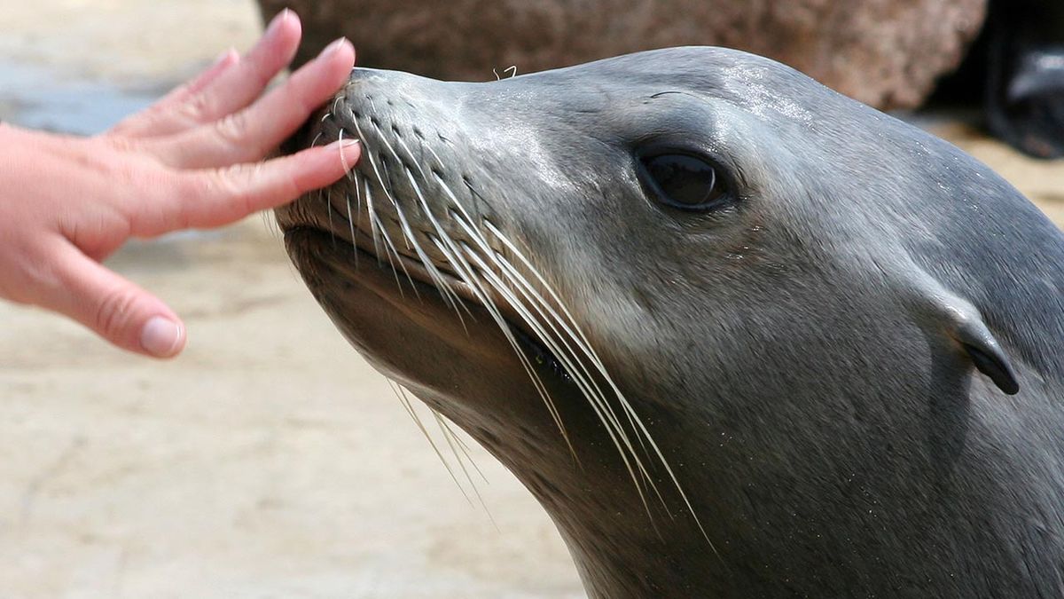 animales adecuados terapia asistida 5