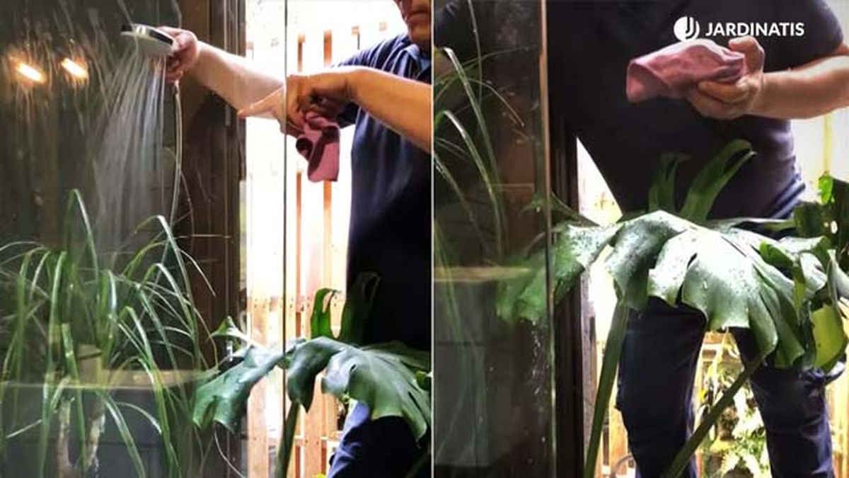 Iñigo Segurola duchando plantas de origen tropical