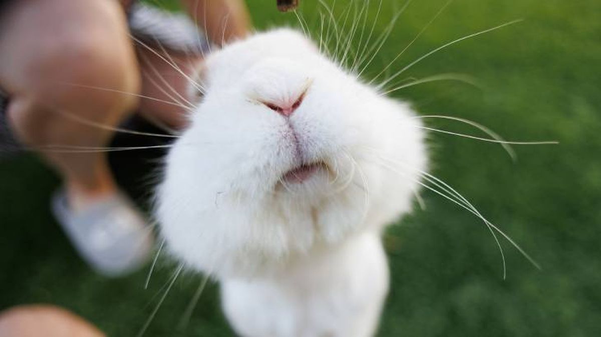 curiosidades sobre conejos mascotas