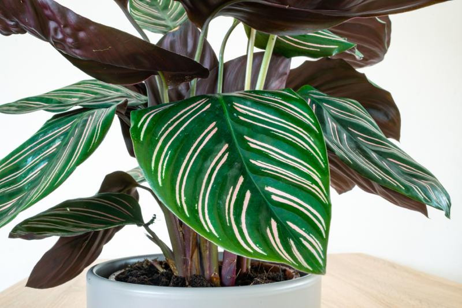 Calathea Calathea