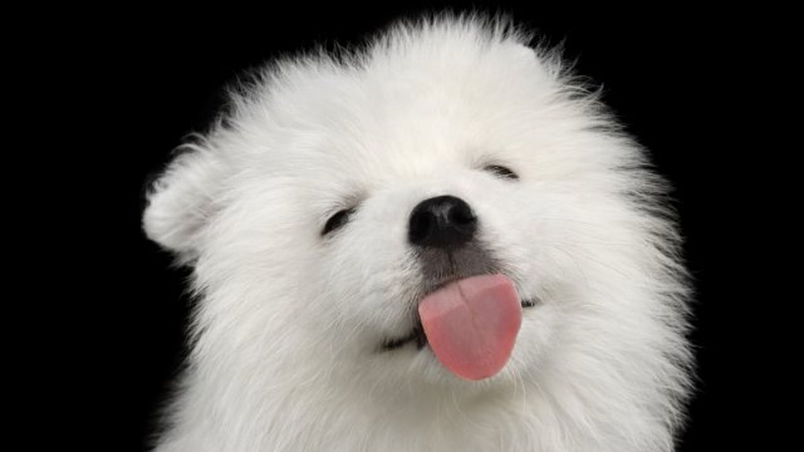 por que lamen los perros 2 por que lamen los perros 2