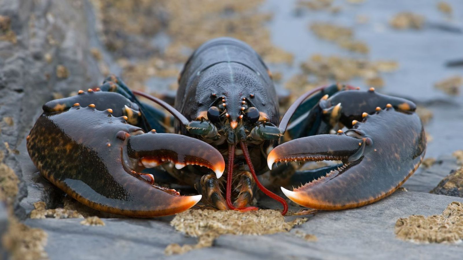 Langosta europea