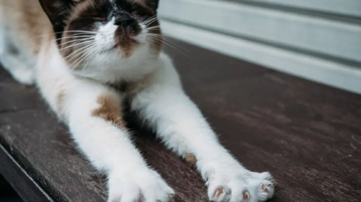 como cortarle las unas a un gato 3