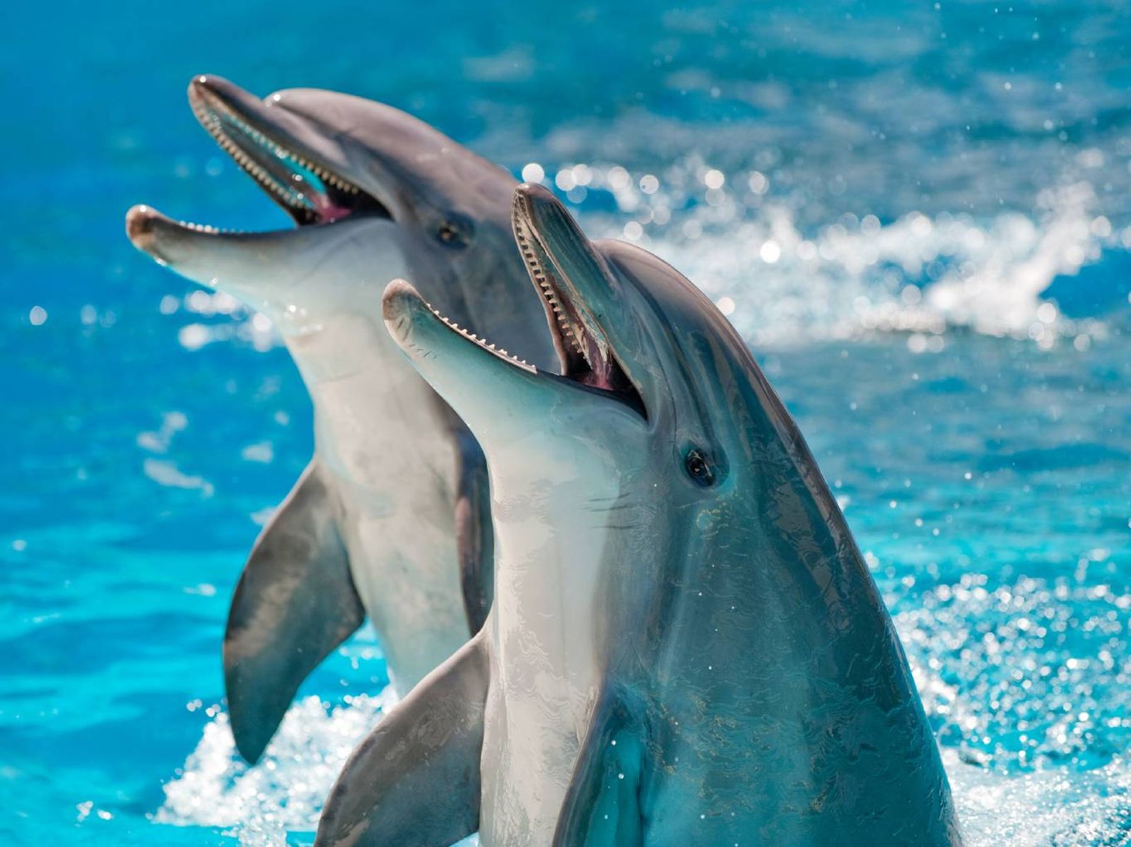 Delfines, mamíferos marinos inteligentes. Delfines, mamíferos marinos inteligentes.
