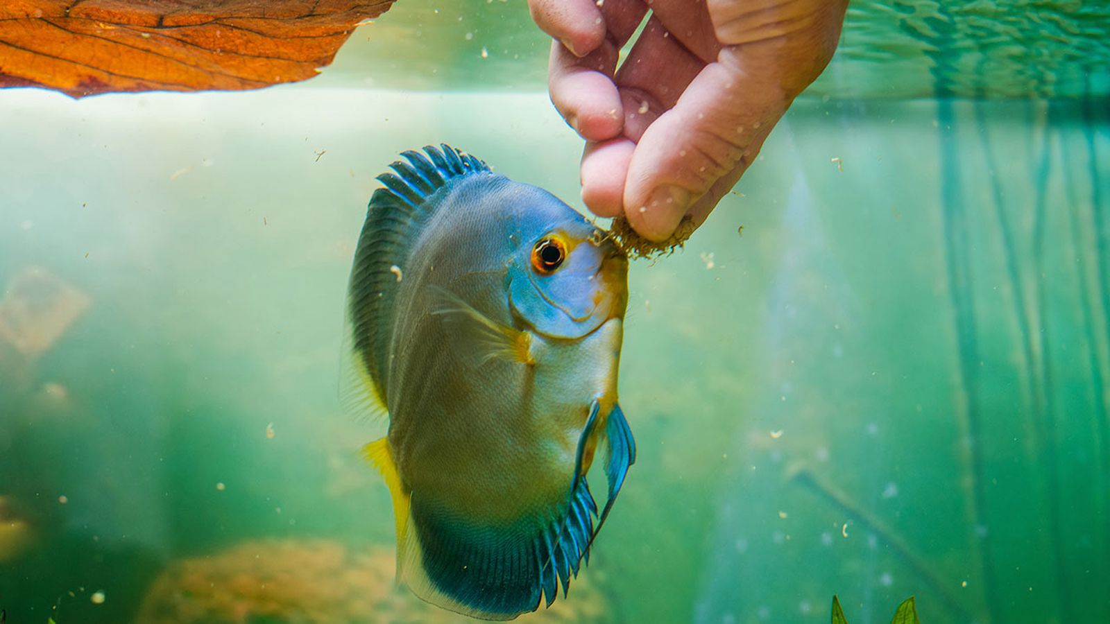 peces carnivoros peces carnivoros
