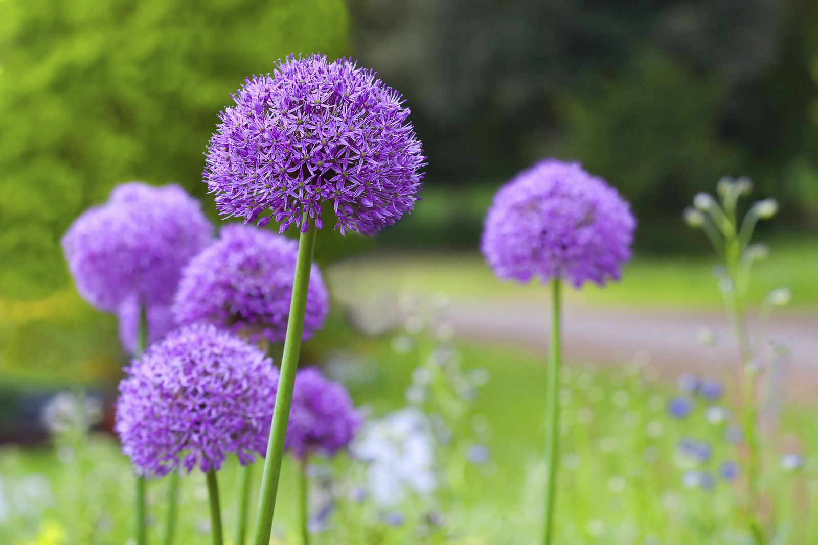 Allium spp Allium spp