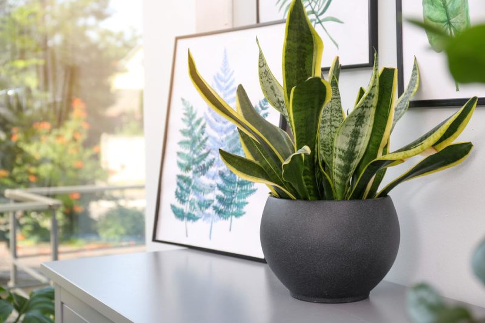 Planta sansevieria. Planta sansevieria.