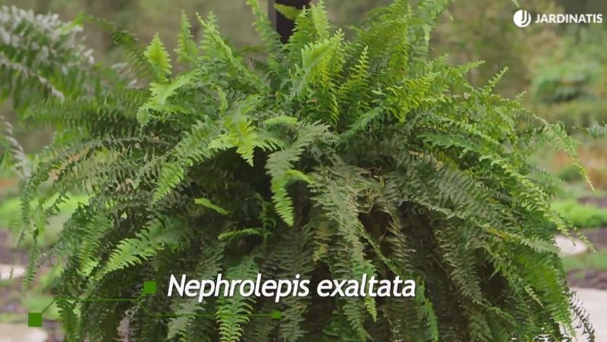 Nephrolepis exaltata