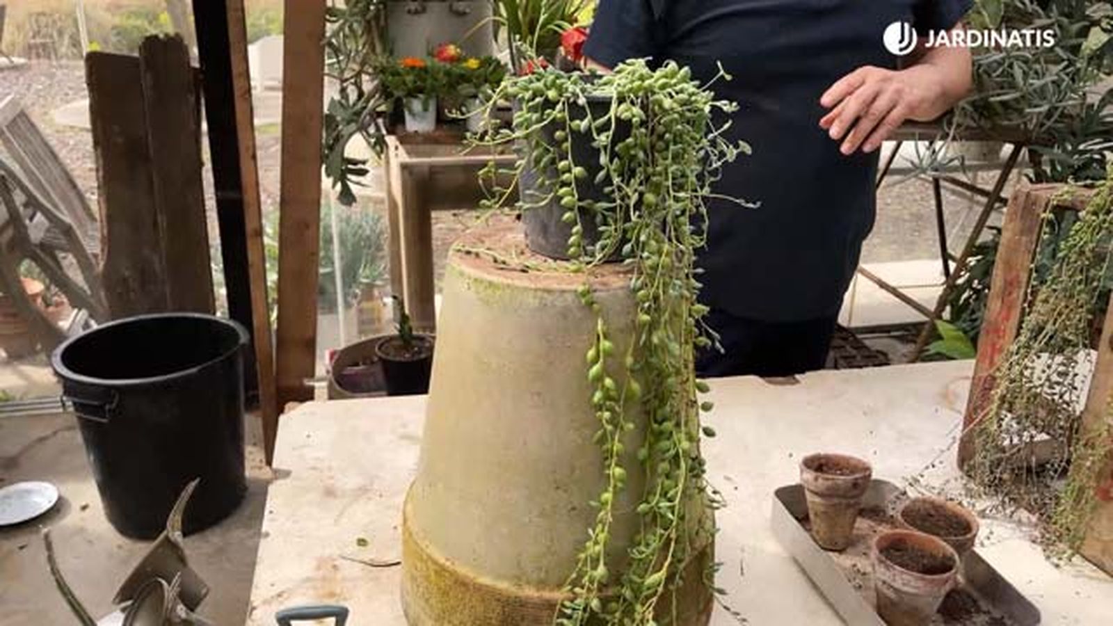 suculenta colgante senecio herreianus jardinatis