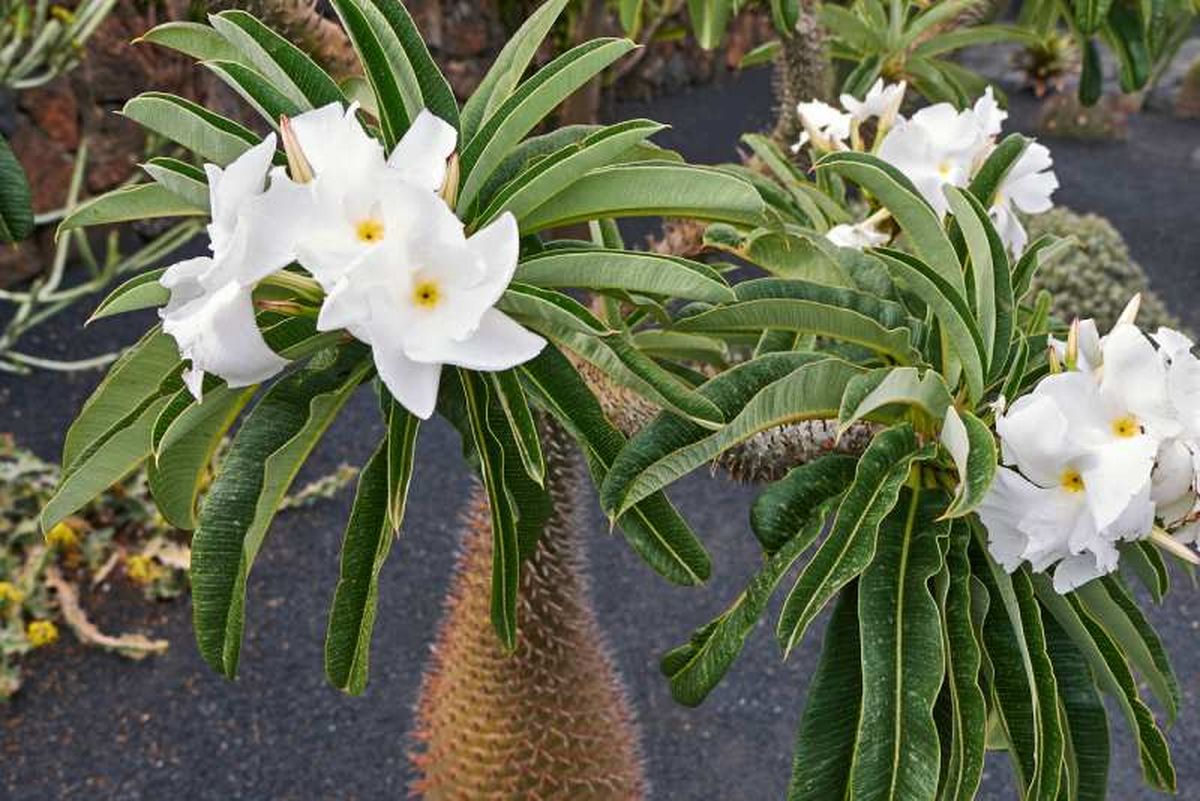 Pachypodium lamerei.