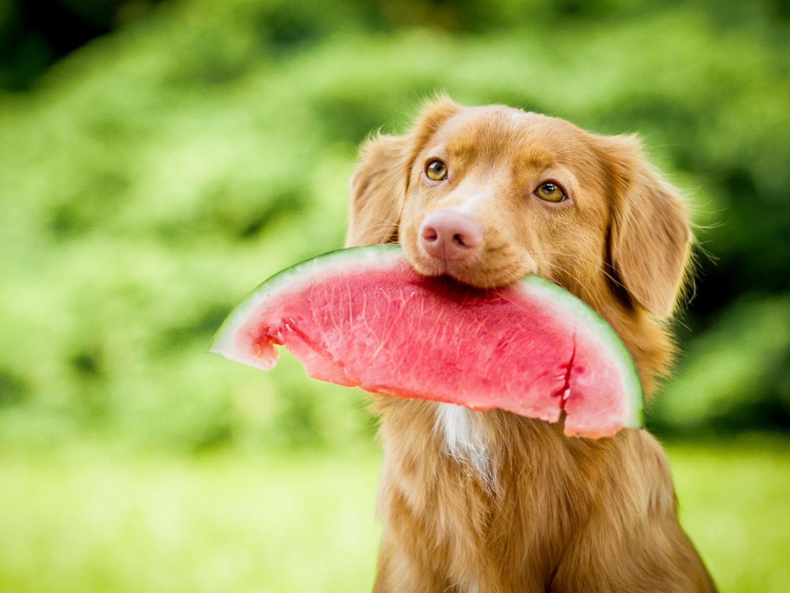 La sandia es una fruta beneficiosa para nuestra mascota
