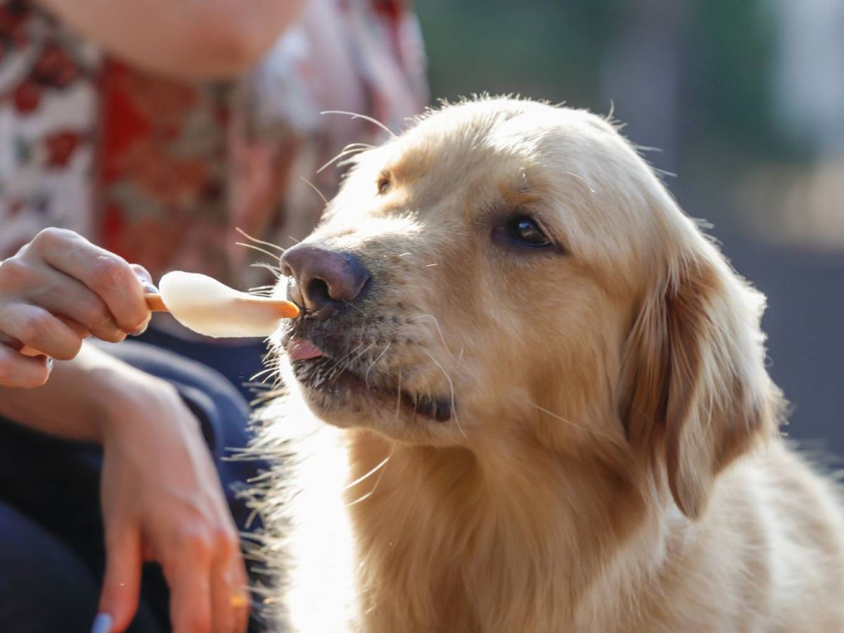 Algunos puedes darle de forma puntual, cocinados de manera simple y sin añadidos.
