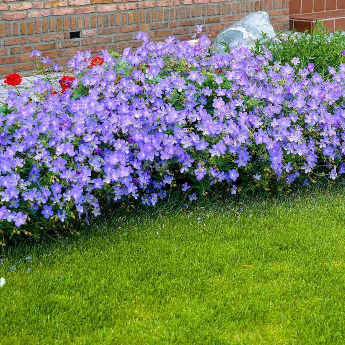 El Geranium x 'Johnson's Blue' aporta una vida increíble al jardín.