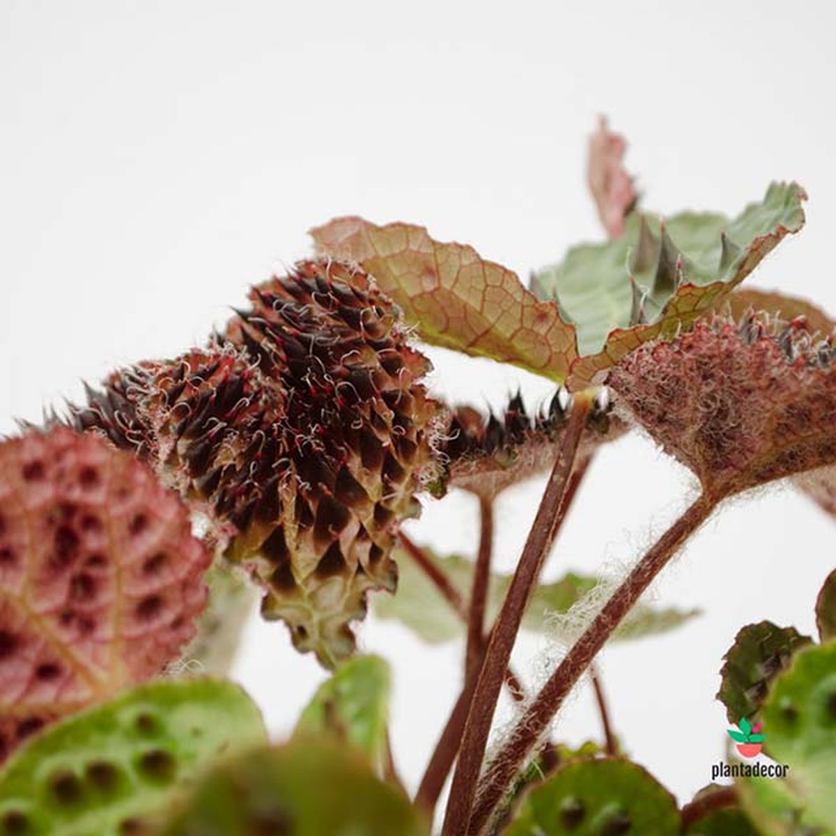 begonia ferox plantadecor jardinatis