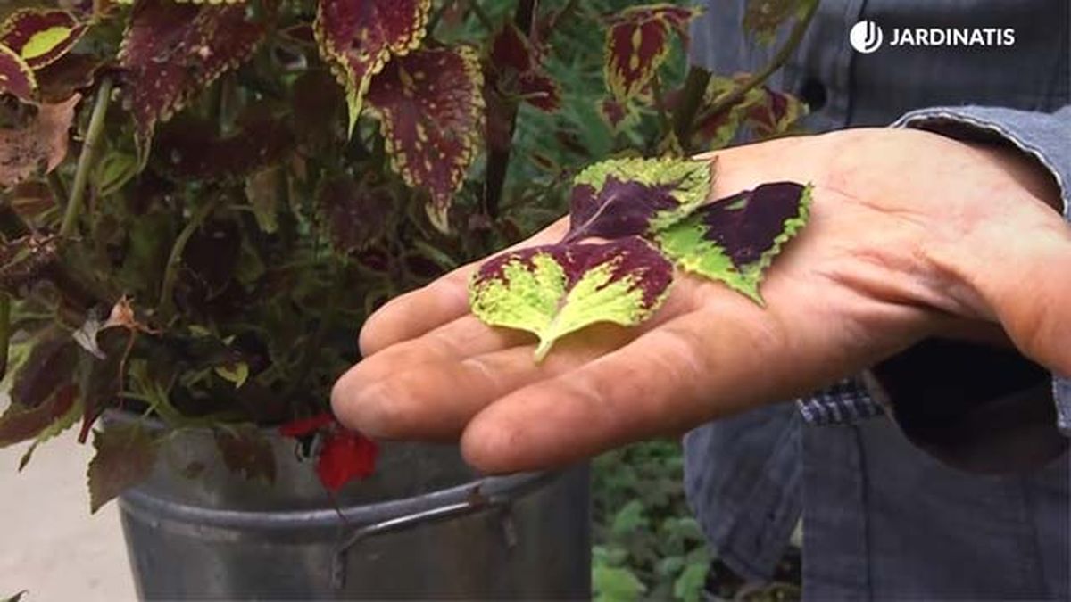 hojas de coleos para secar jardinatis deco 559