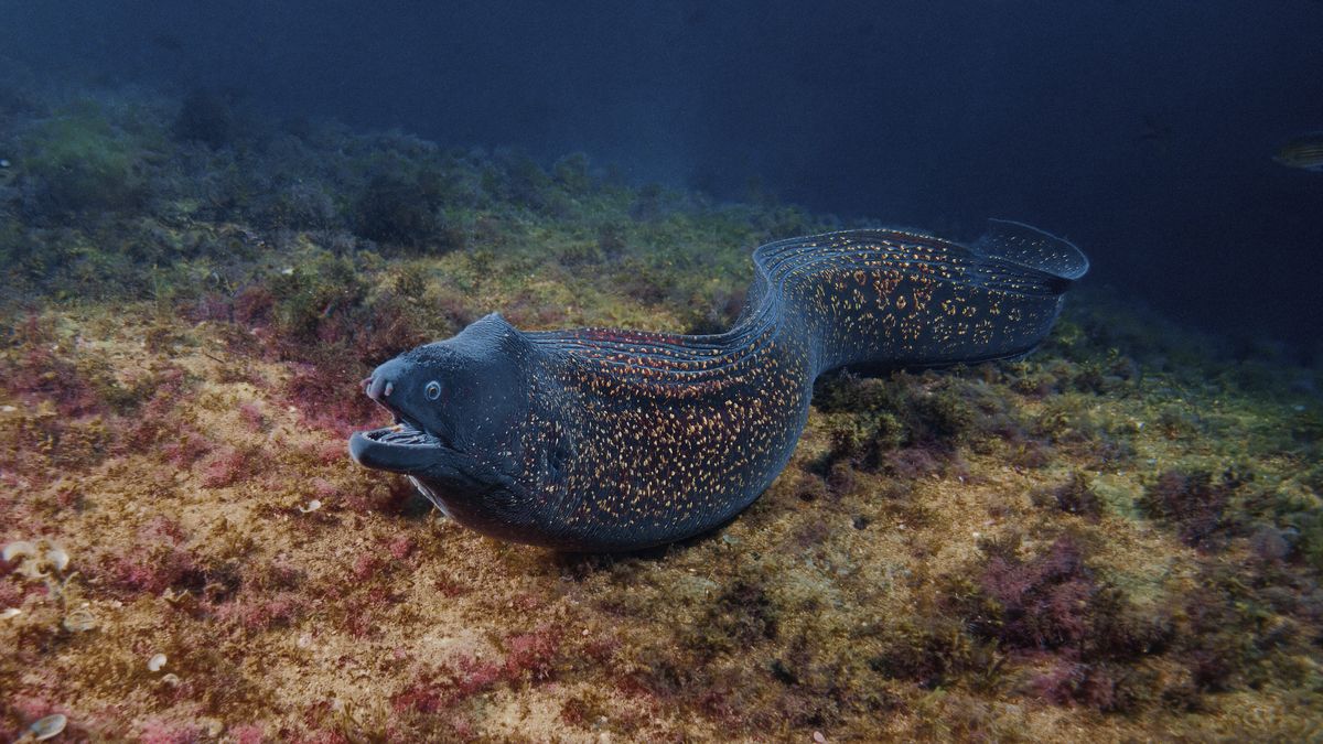 Las morenas se esconden en grietas y agujeros