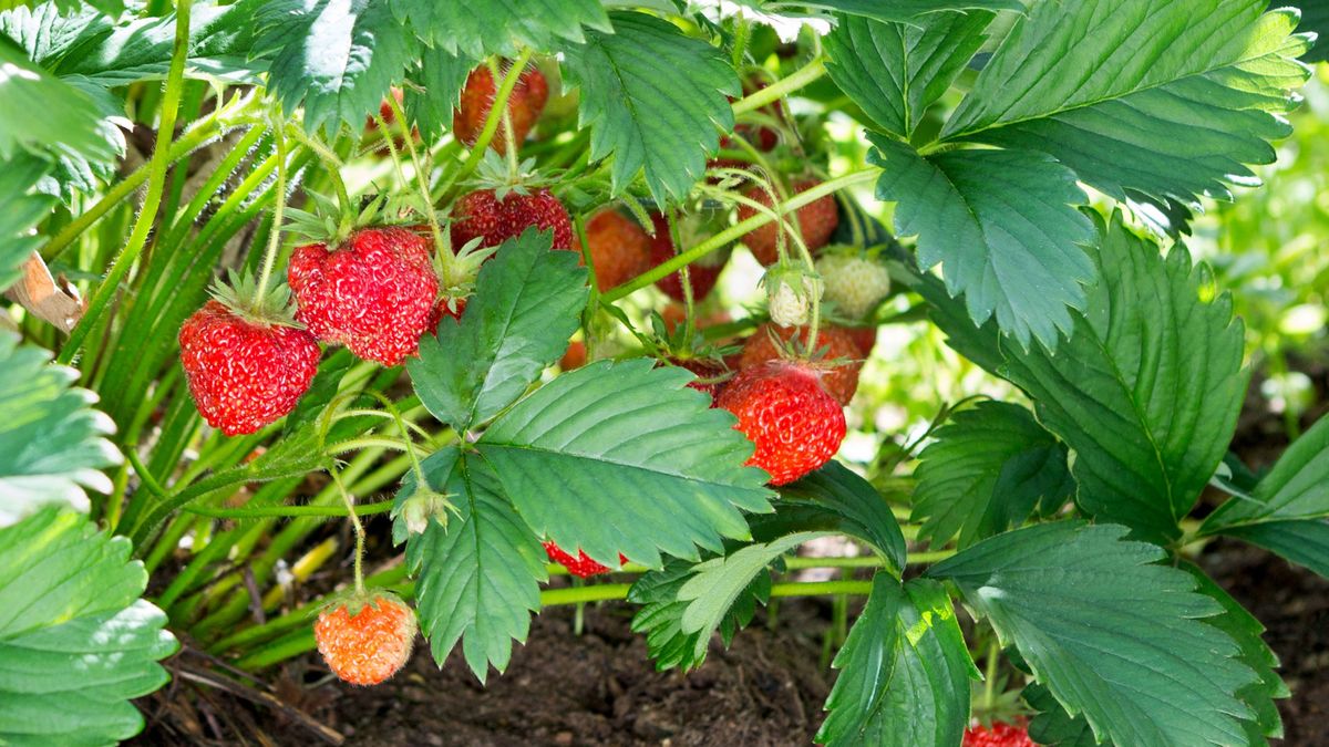 Las fresas son un gran elemento decorativo para tu jardín