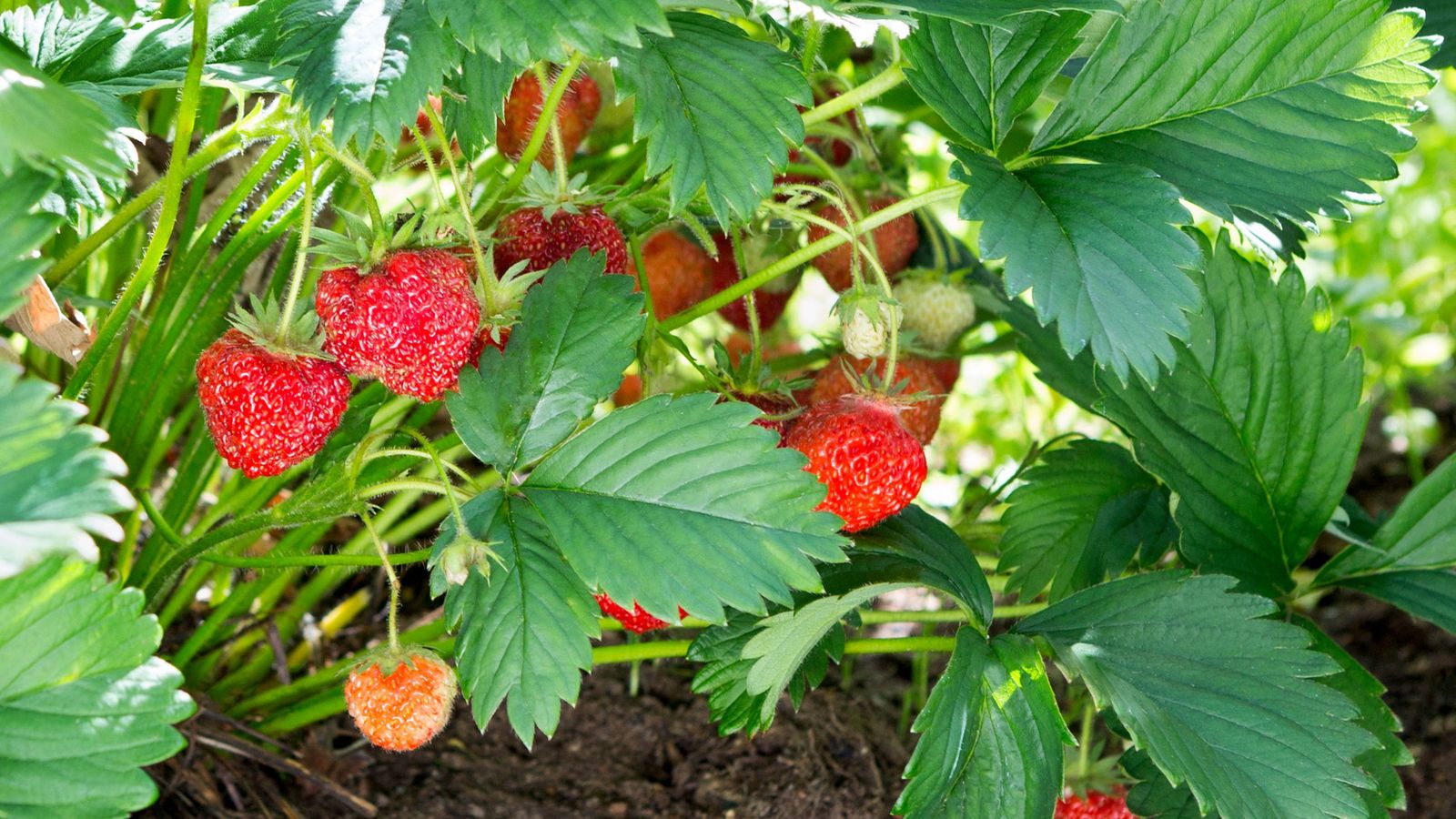 Las fresas son un gran elemento decorativo para tu jardín Las fresas son un gran elemento decorativo para tu jardín