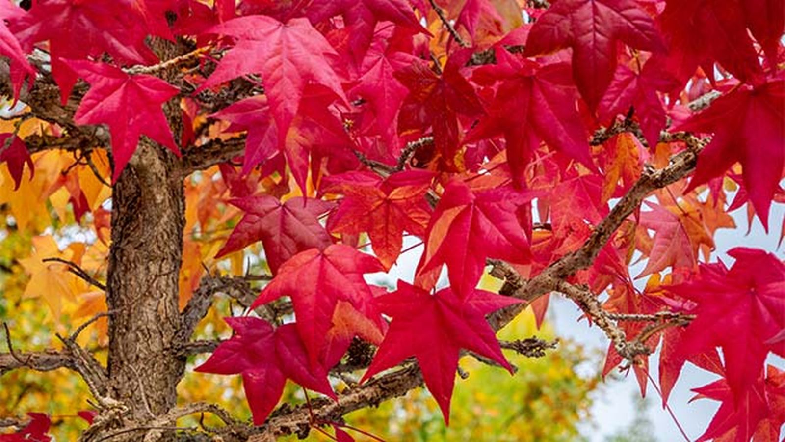 hojas de liquidambar arbol mas bonito de otono hojas de liquidambar arbol mas bonito de otono