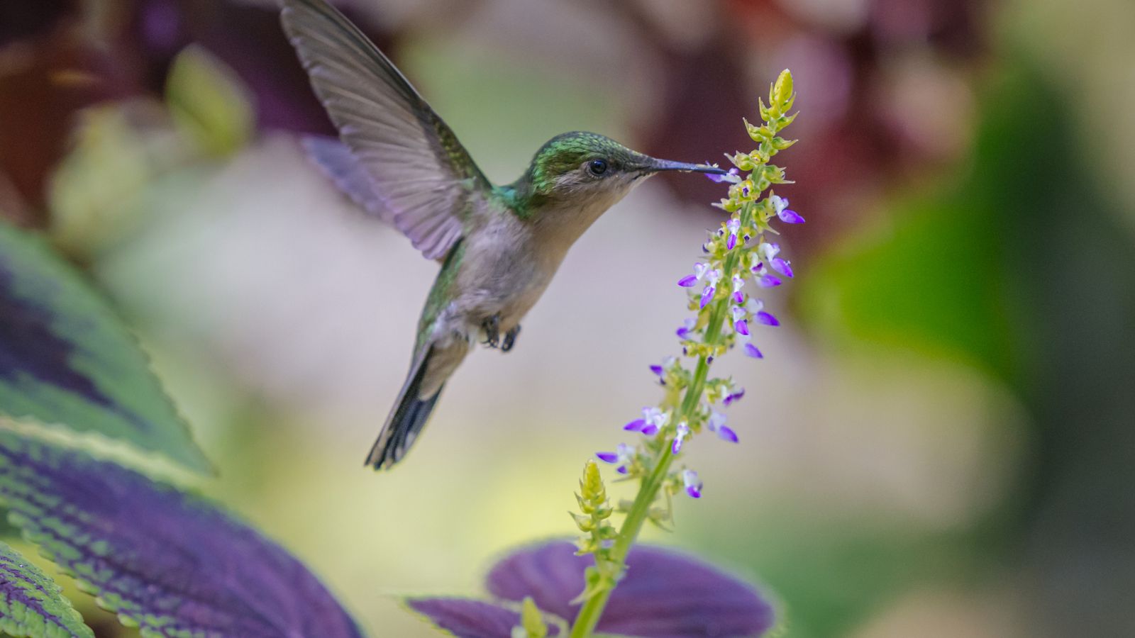 La falta de flores es un problema para algunos polinizadores