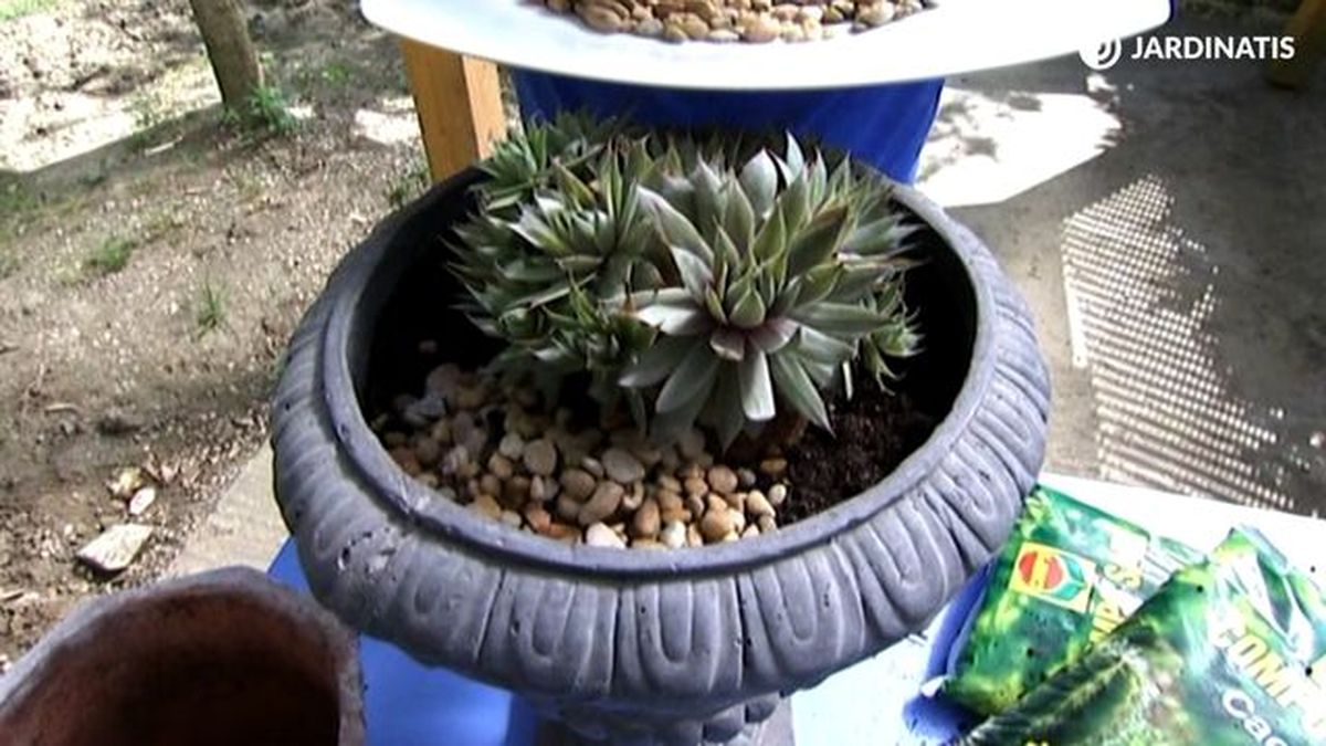 trasplante de siempreviva brico 651