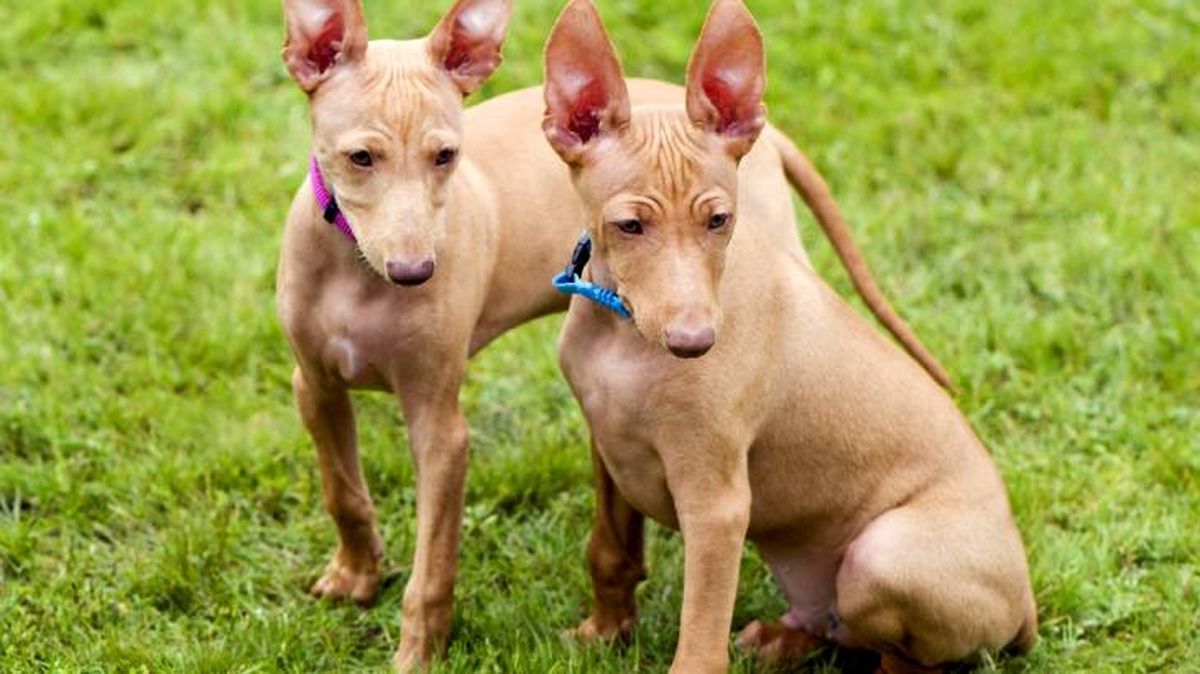 cirneco dell etna perros caza