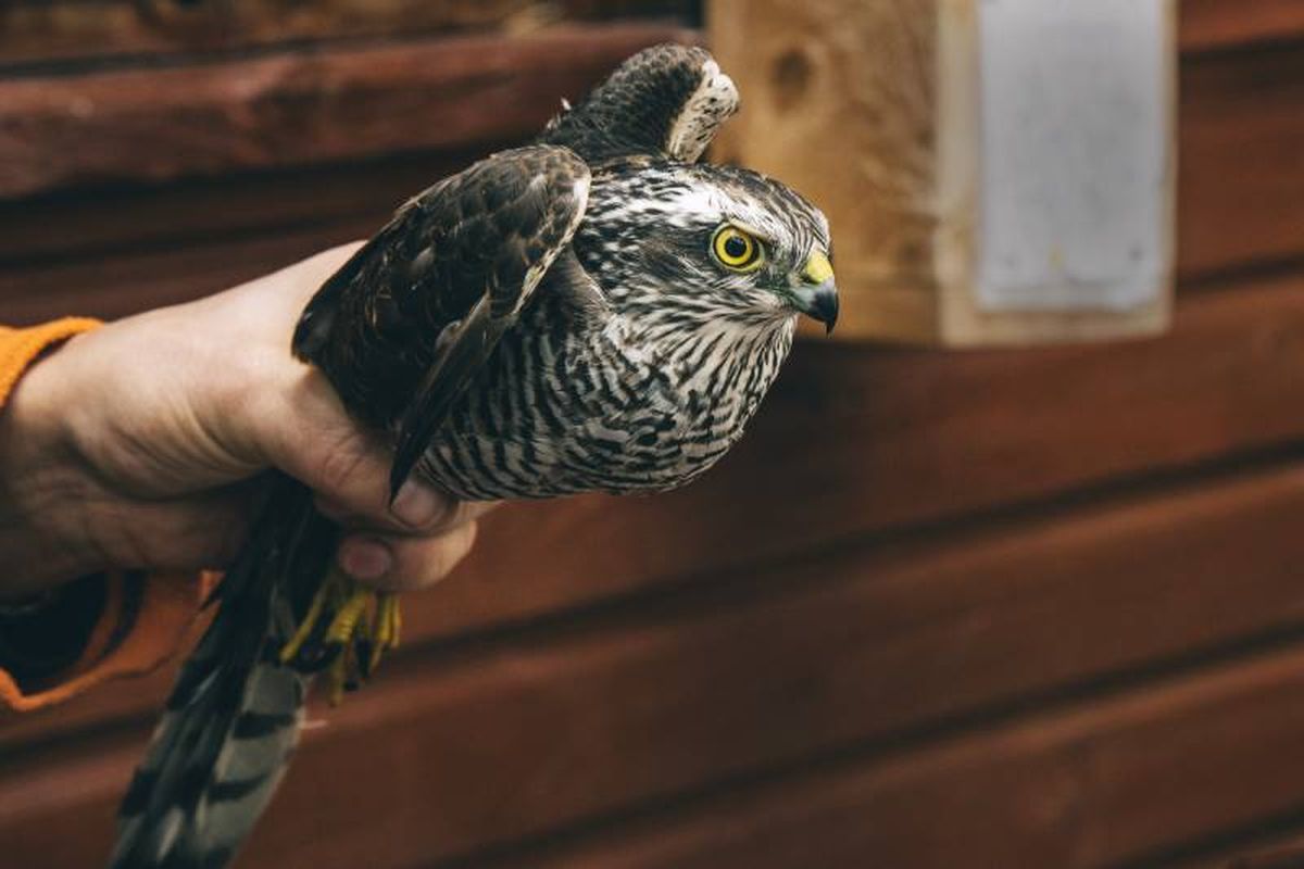 Emplea técnicas de cetrería para enseñarles a regresar a su posadero.