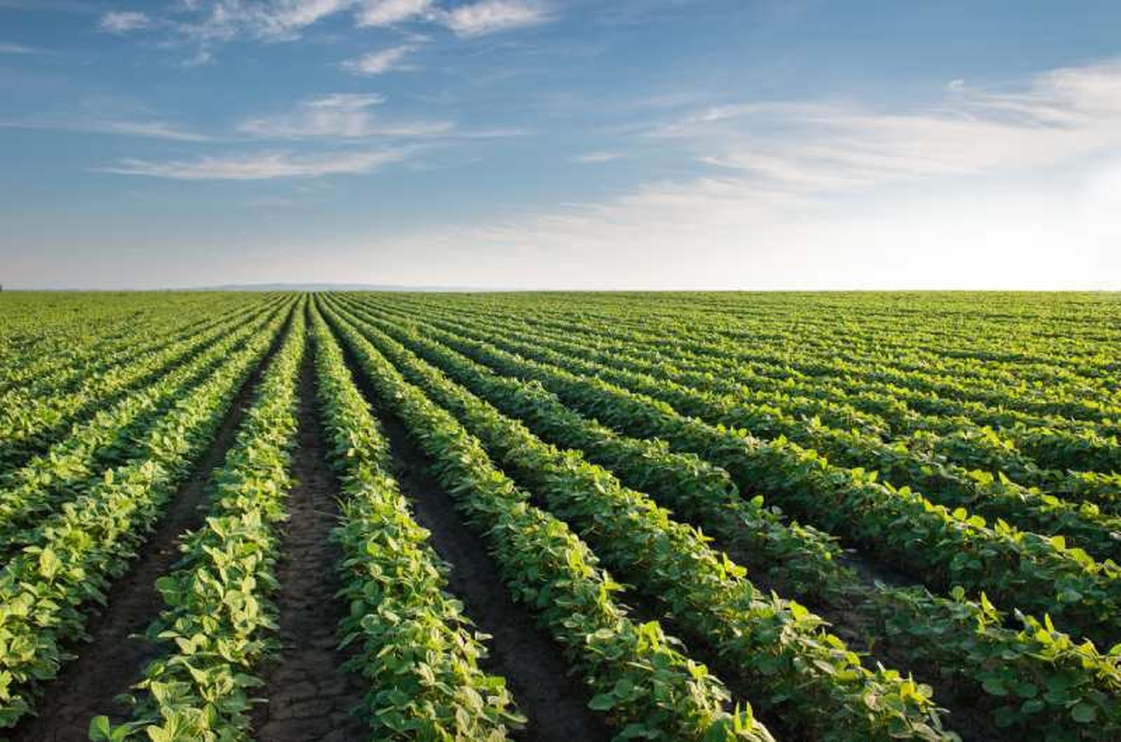 Campos de soja Campos de soja