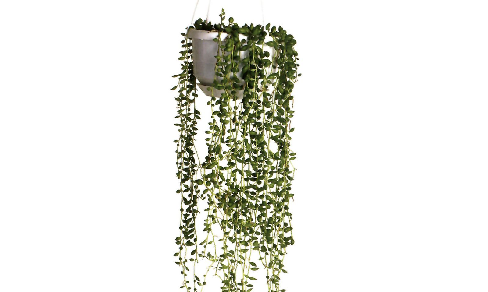 senecio rowleyanus senecio rowleyanus
