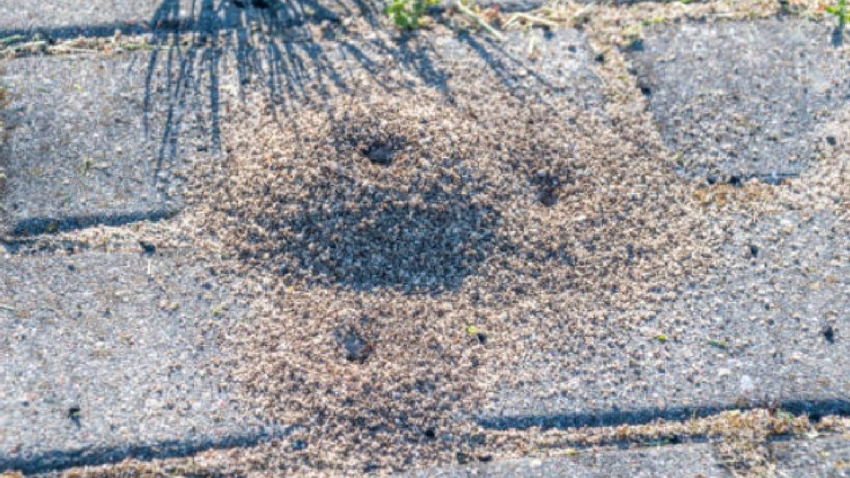 Sigue el rastro de las hormigas hasta el hormiguero