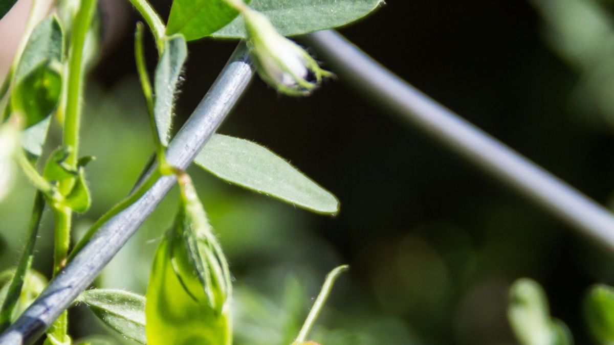 Las leguminosas concentran proteínas vegetales en cantidades que varían entre un 20% y un 40%