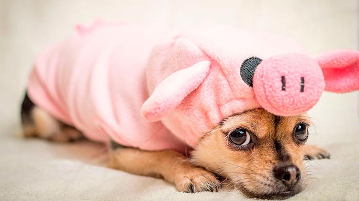 consejos disfraces mascotas 6