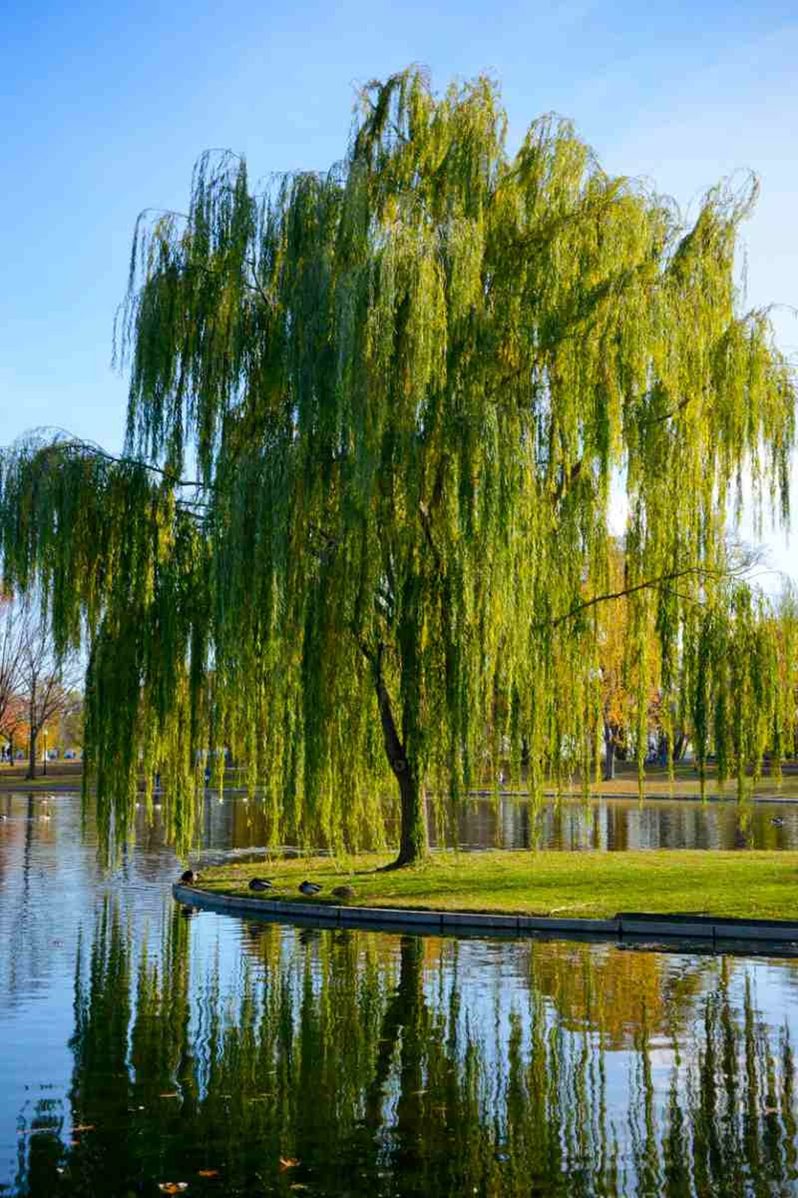 Salix babylonica. Salix babylonica.