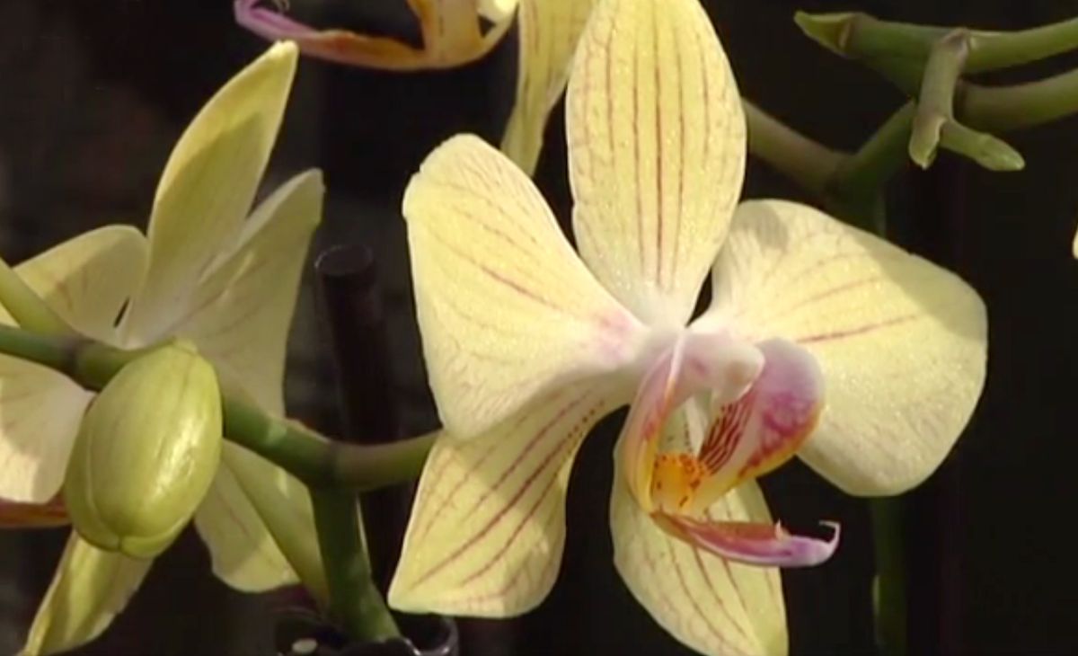Orquídea phalaenopsis amarilla