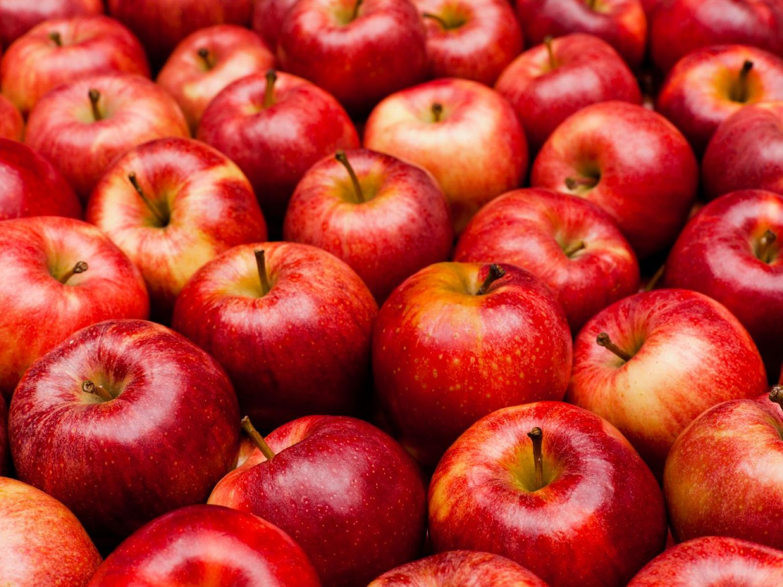 Manzana Gala