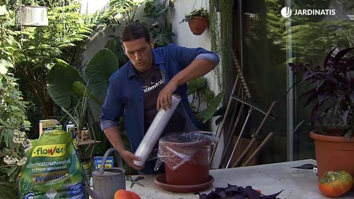 papel film esquejes de planta escudo persa brico 884