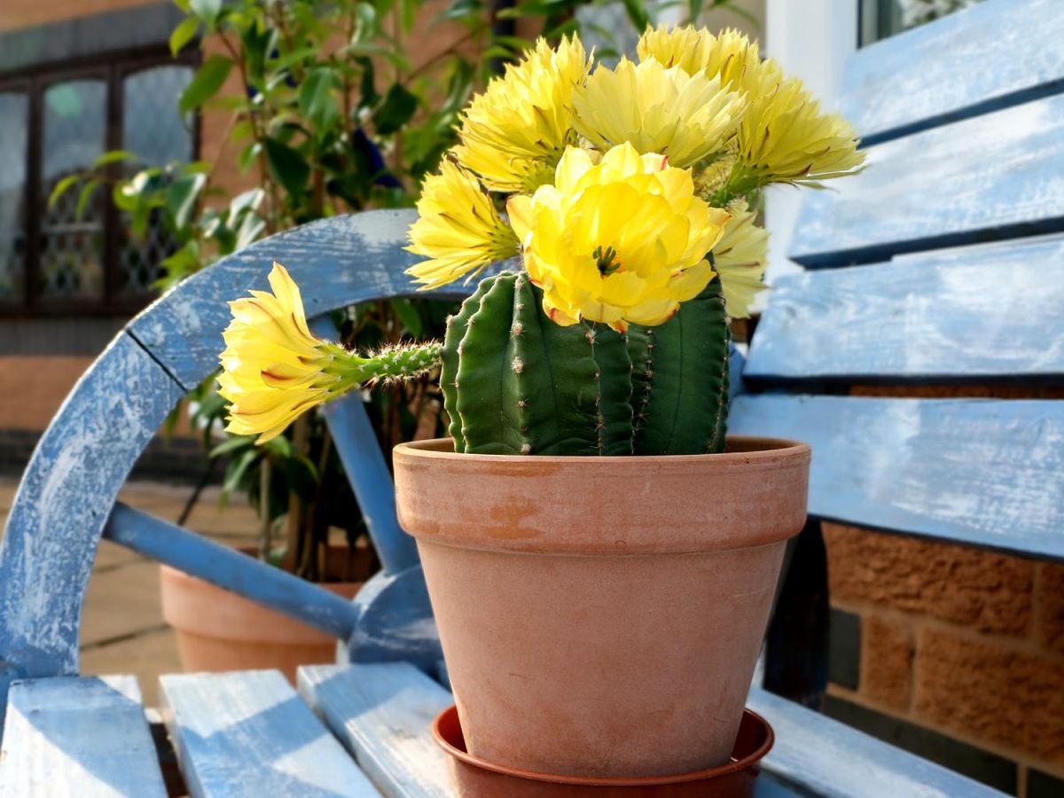 Chinocereus subinermis