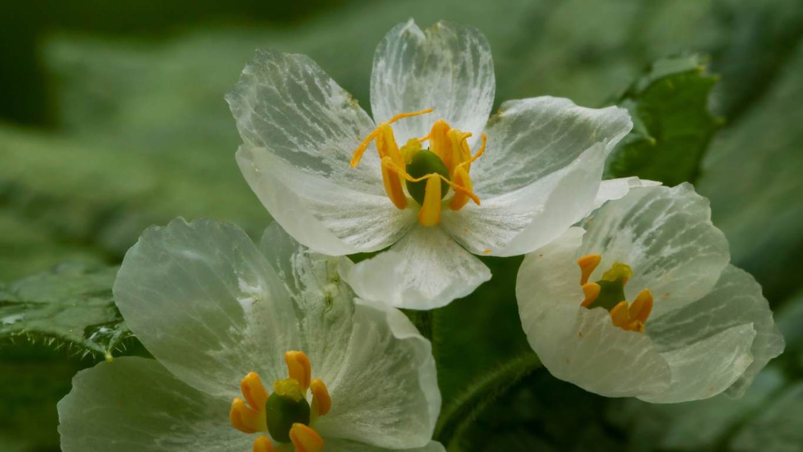 Diphylleia grayi o flor esqueleto.